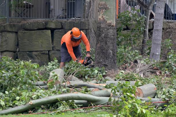 Leaf Removal Services in Juneau, AK