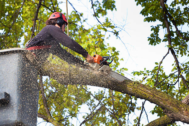 How Our Tree Care Process Works  in  Juneau, AK